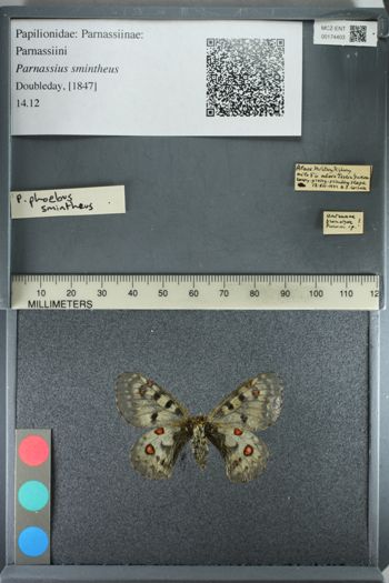 Media type: image;   Entomology 174403